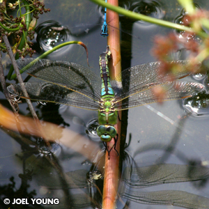 Healthy Emperor Dragonfly